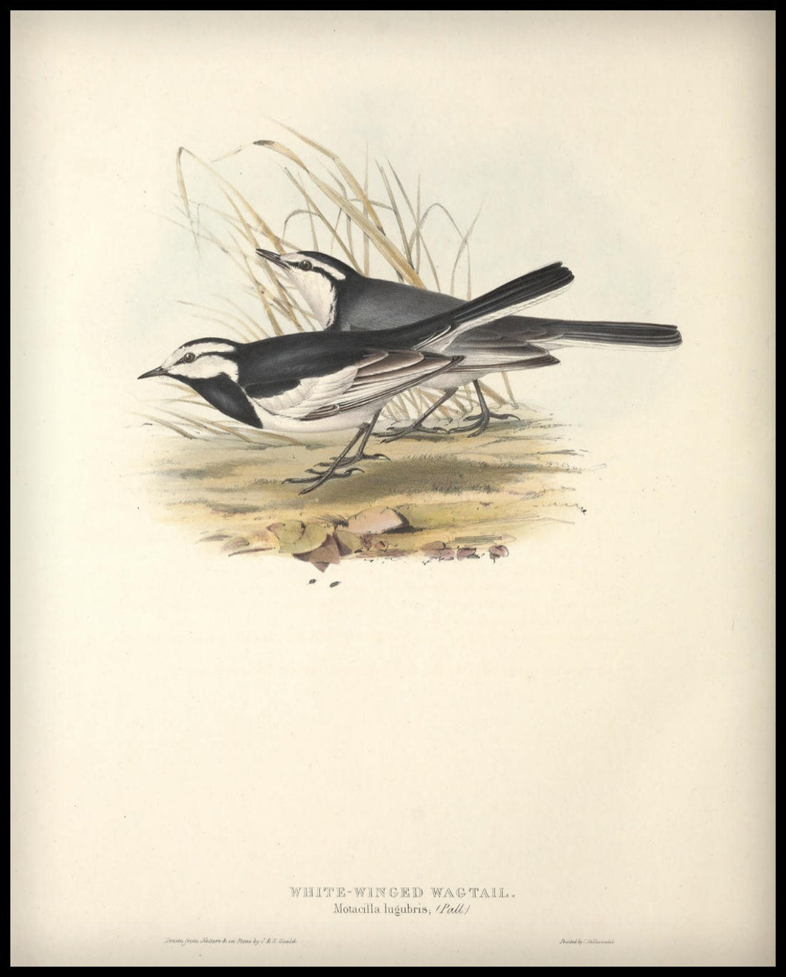 Affiche Motacilla Lugubris