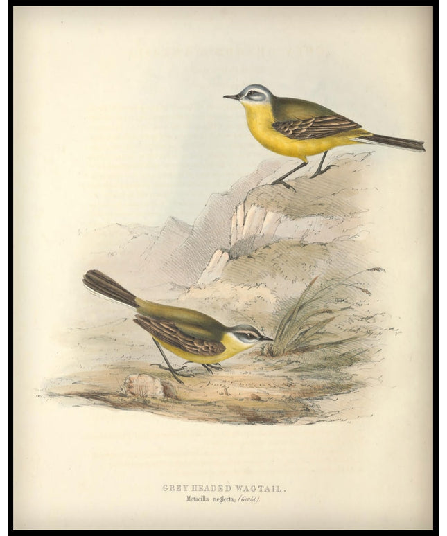 Motacilla Neglecta Poster