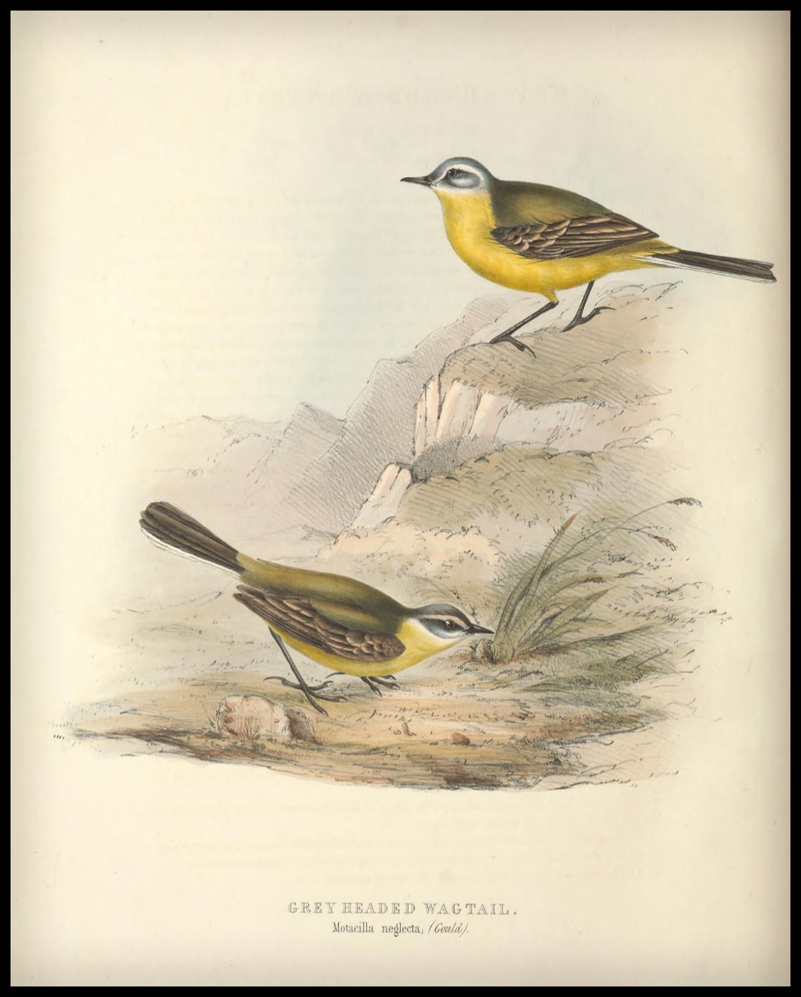 Affiche Motacilla Neglecta