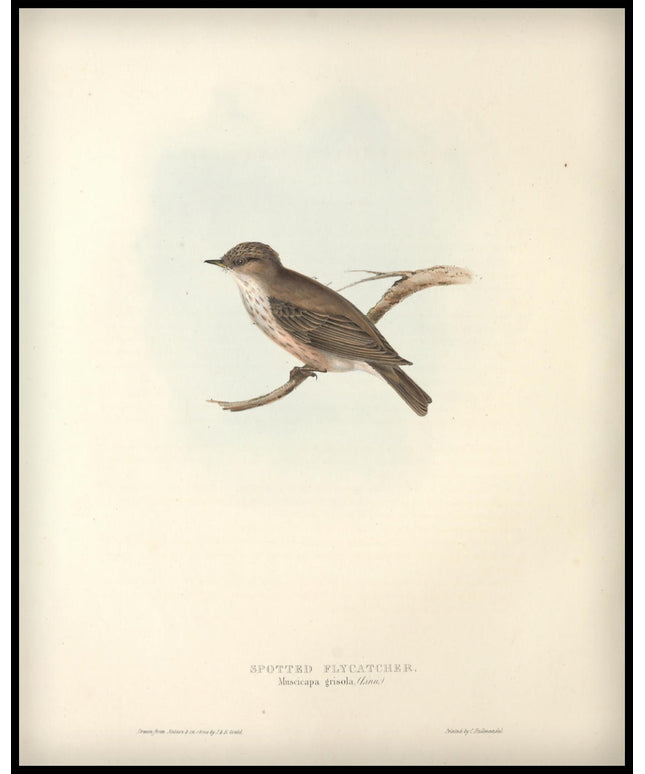 Muscicapa Grisola Poster