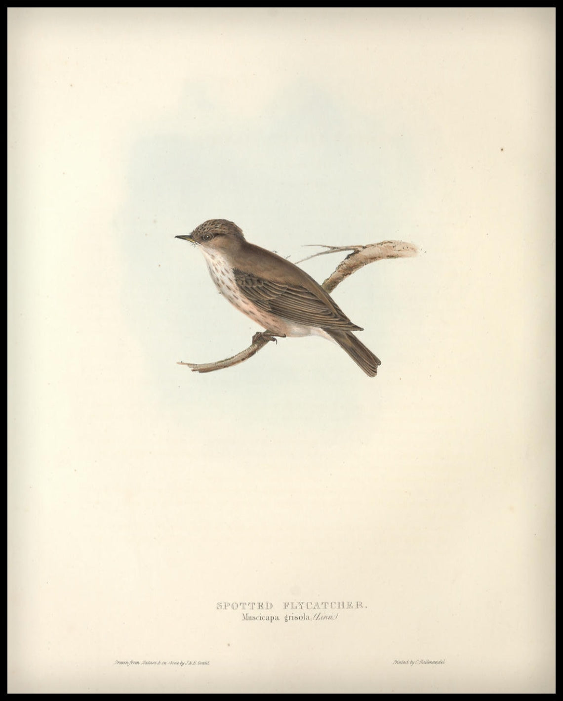 Poster Muscicapa Grisola