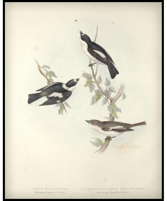 Muscicapa Luctuosa & Albicollis Poster