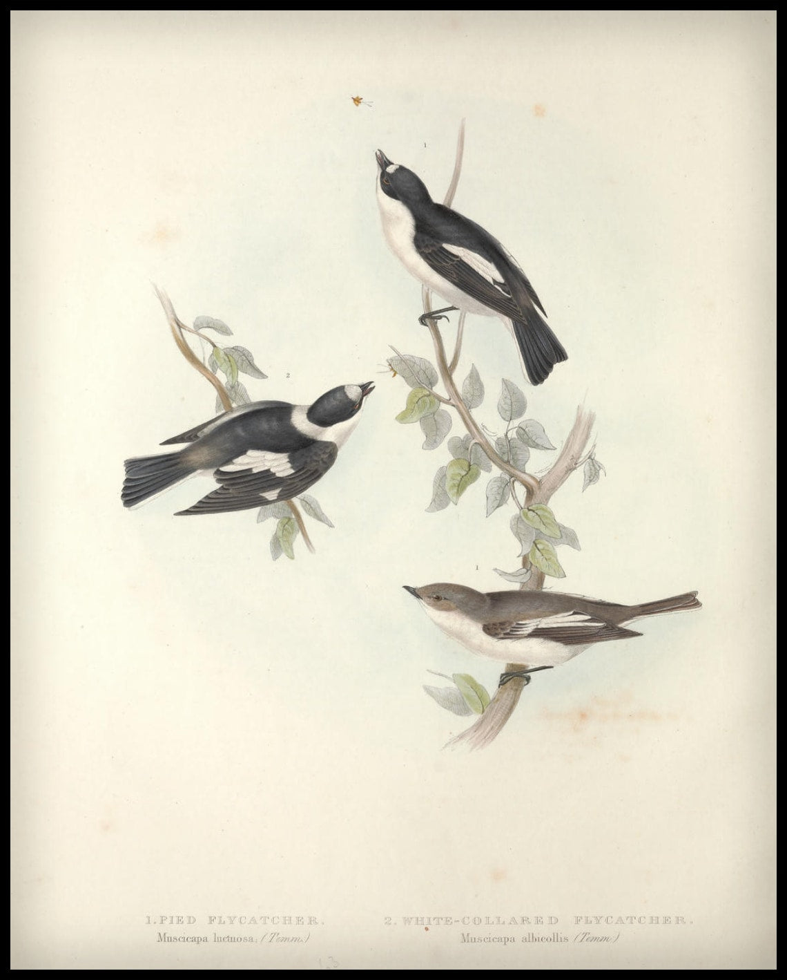 Poster Muscicapa Luctuosa & Albicollis