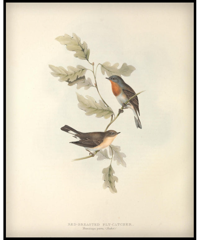 Muscicapa Parva Poster