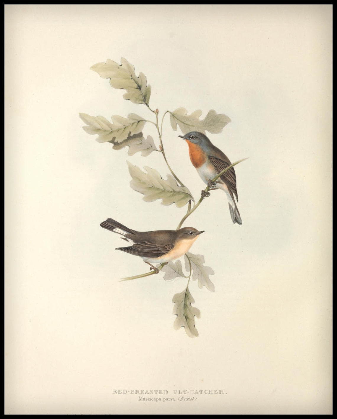 Poster Muscicapa Parva