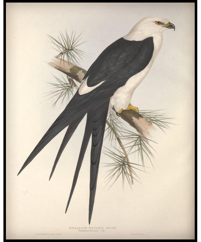 Nauclerus Furcatus Poster