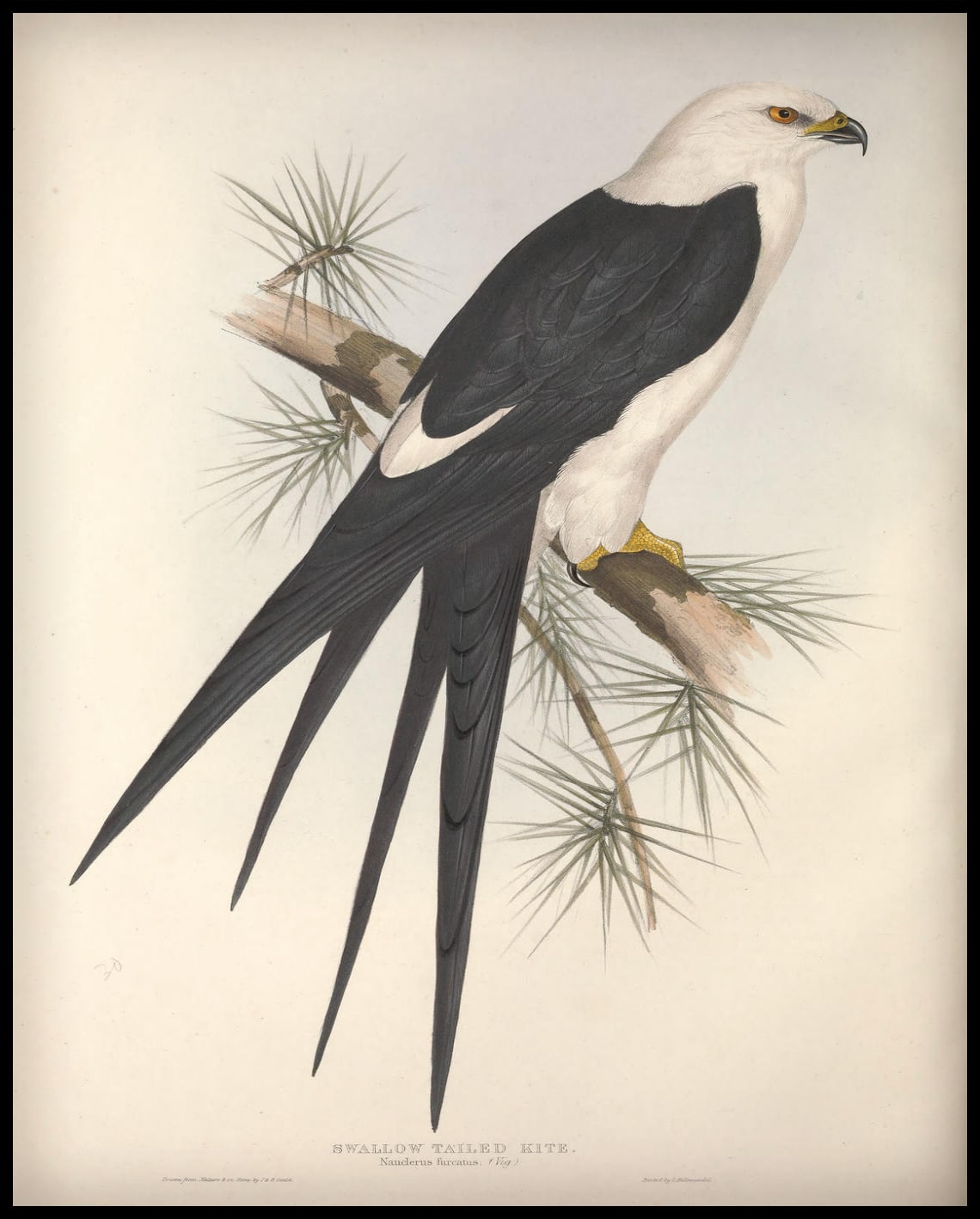 Poster Nauclerus Furcatus