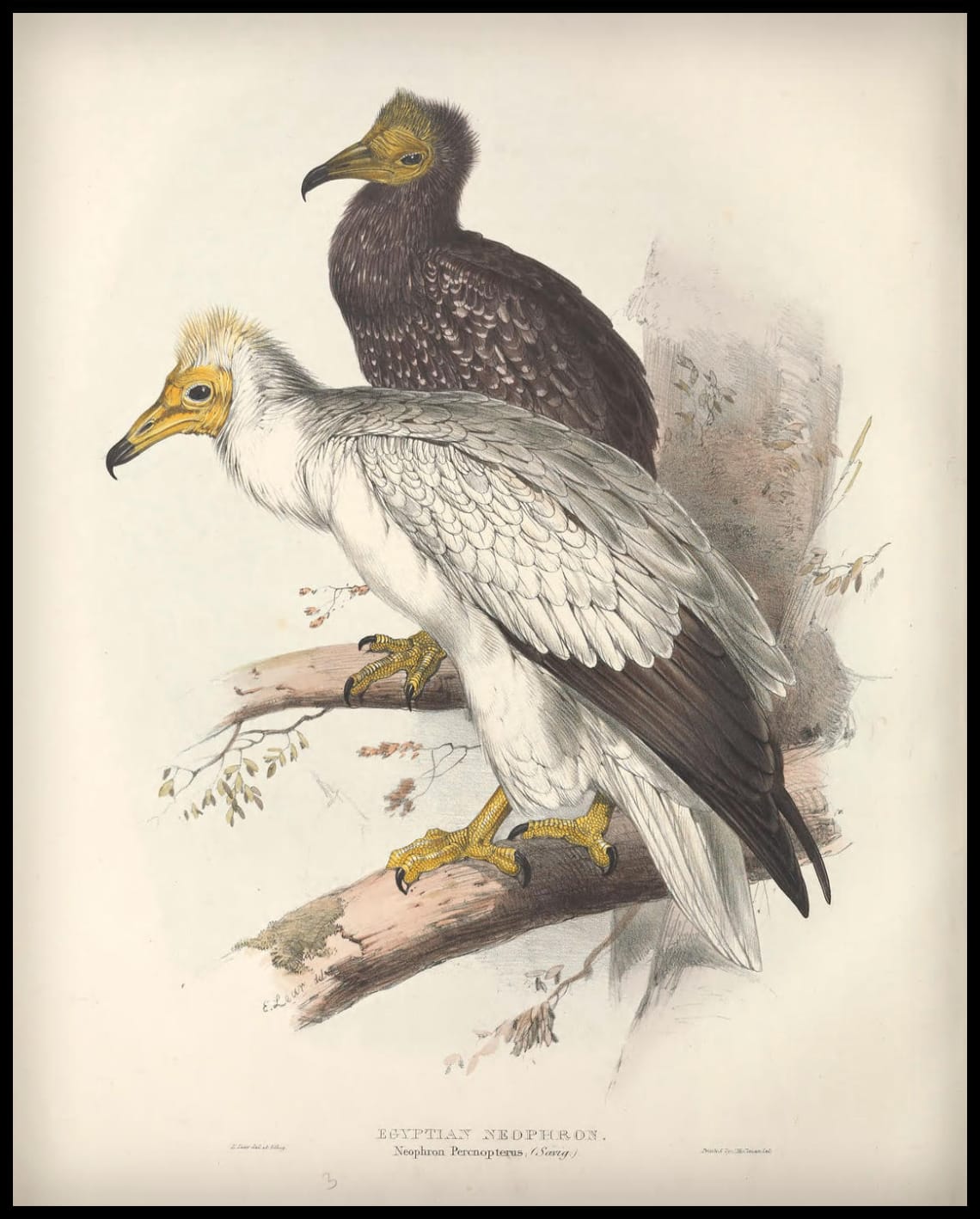 Poster Neophron Percnopterus