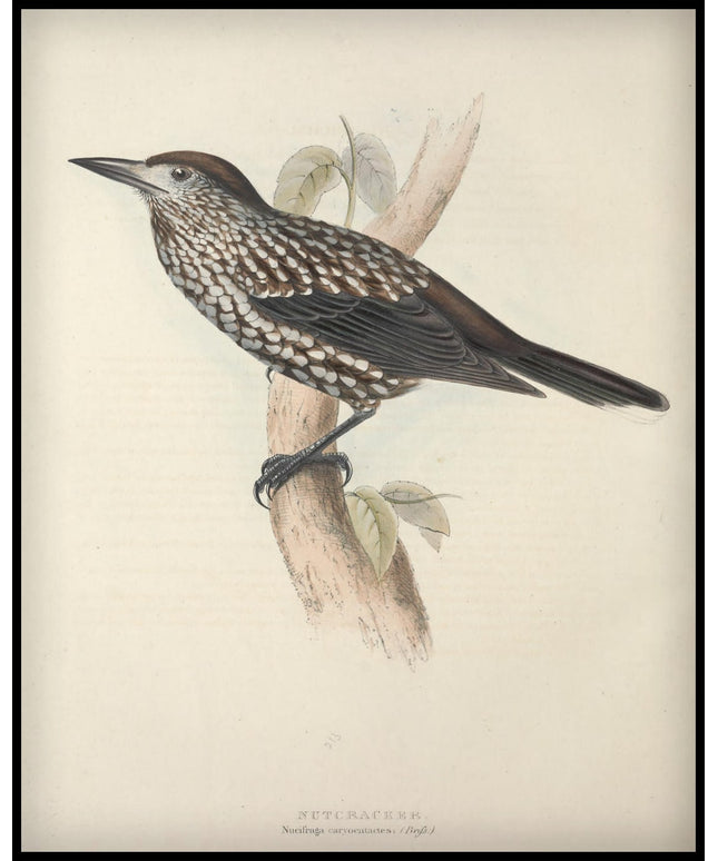 Nucifraga Carvocatactes Poster