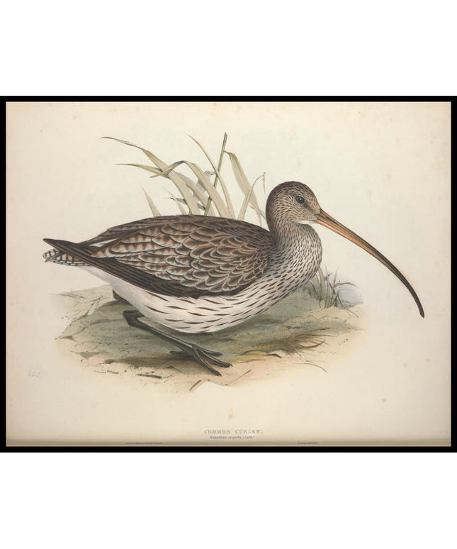 Numenius Arquata Poster