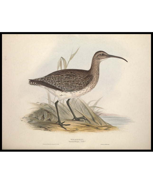 Numenius Phaeopus Poster
