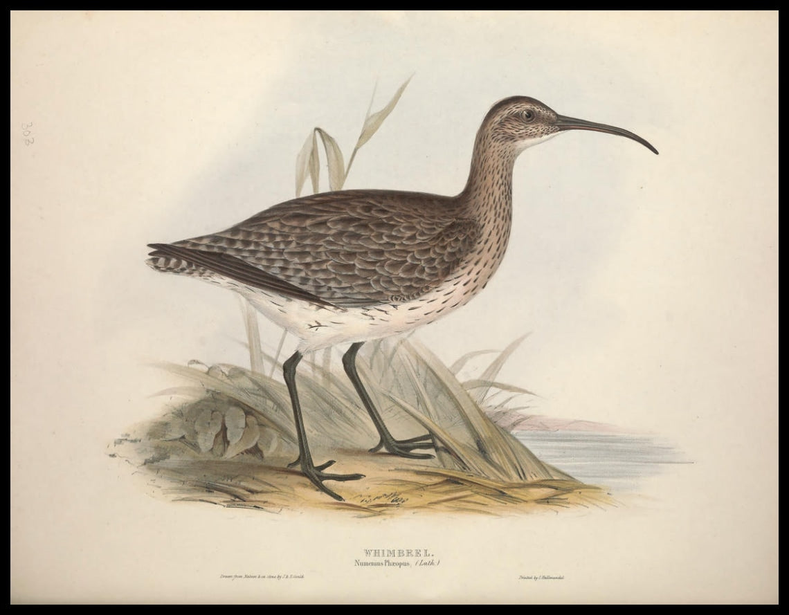 Poster Numenius Phaeopus