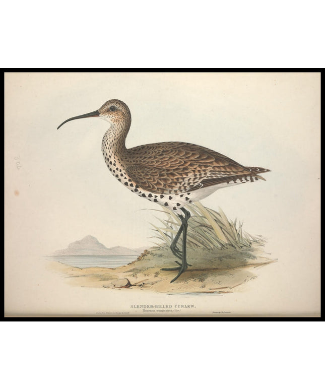 Numenius Tenuirostris Poster