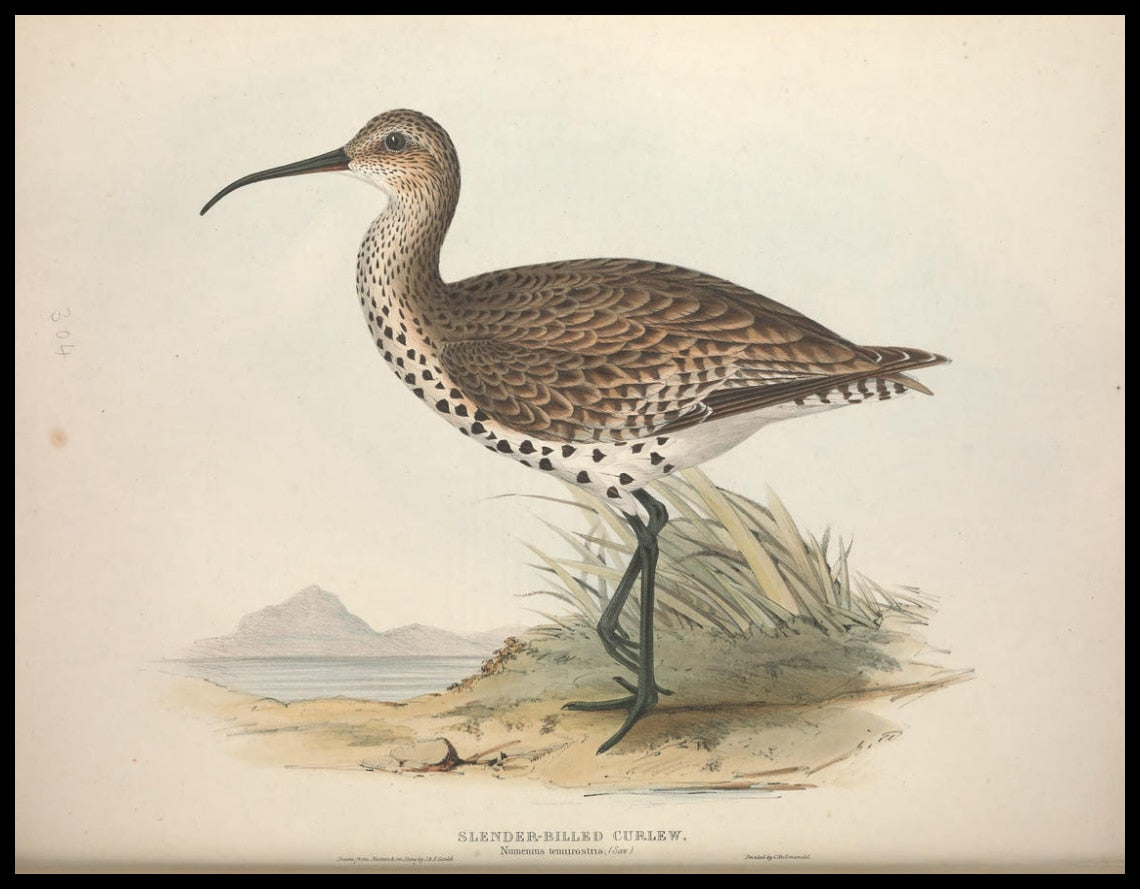 Poster Numenius Tenuirostris
