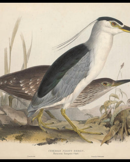 Nycticorax Europaeus Poster