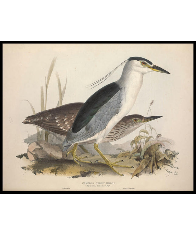Nycticorax Europaeus Poster