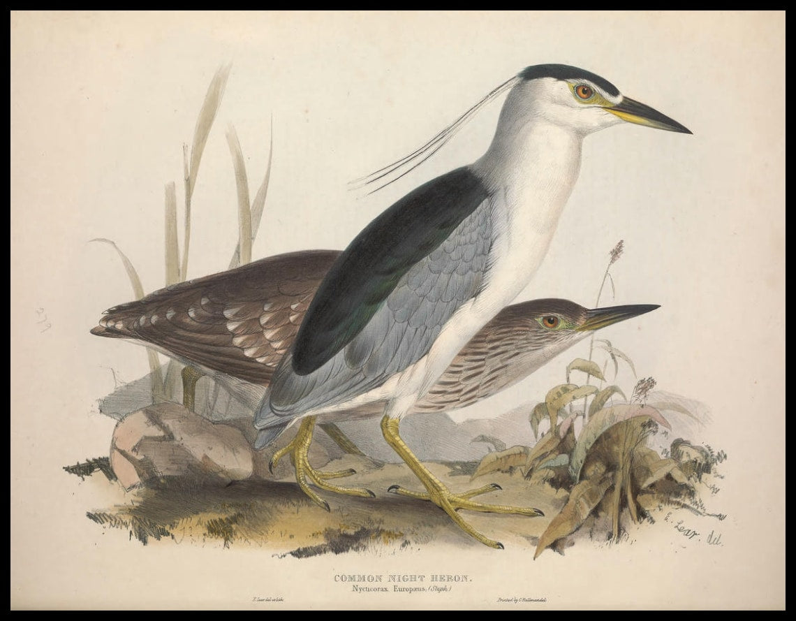 Affiche Nycticorax Europaeus