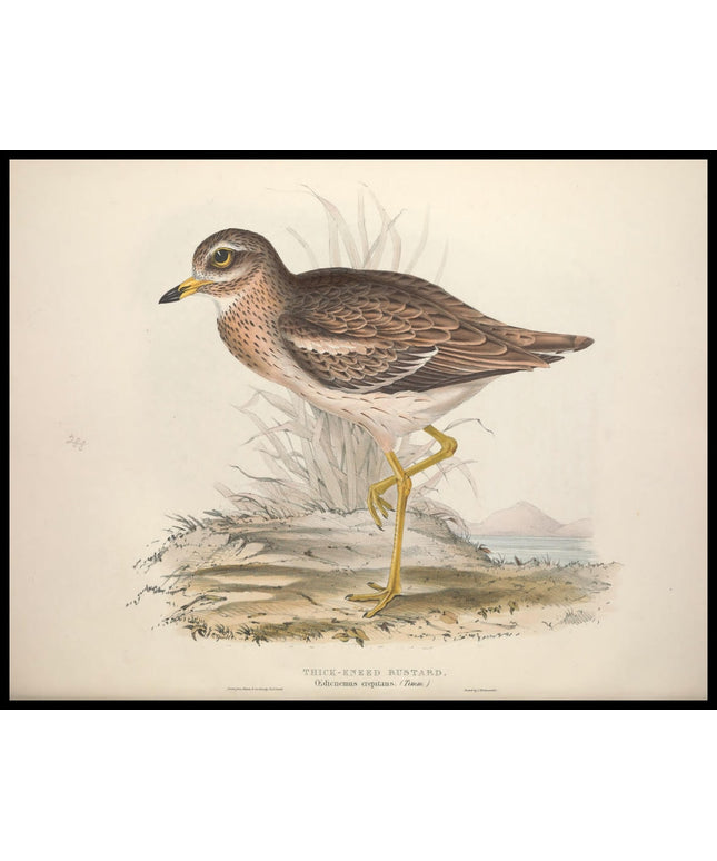 Oedicnemus Creptitans Poster