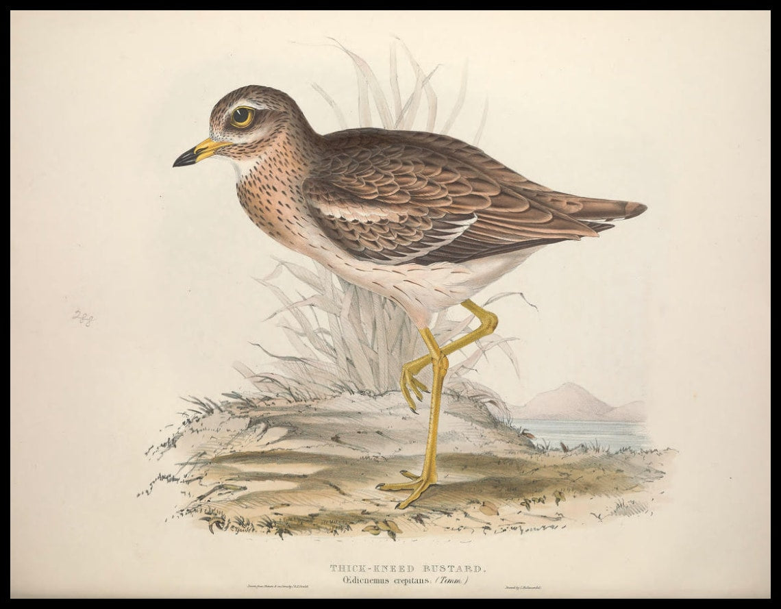 Affiche Oedicnemus Creptitans