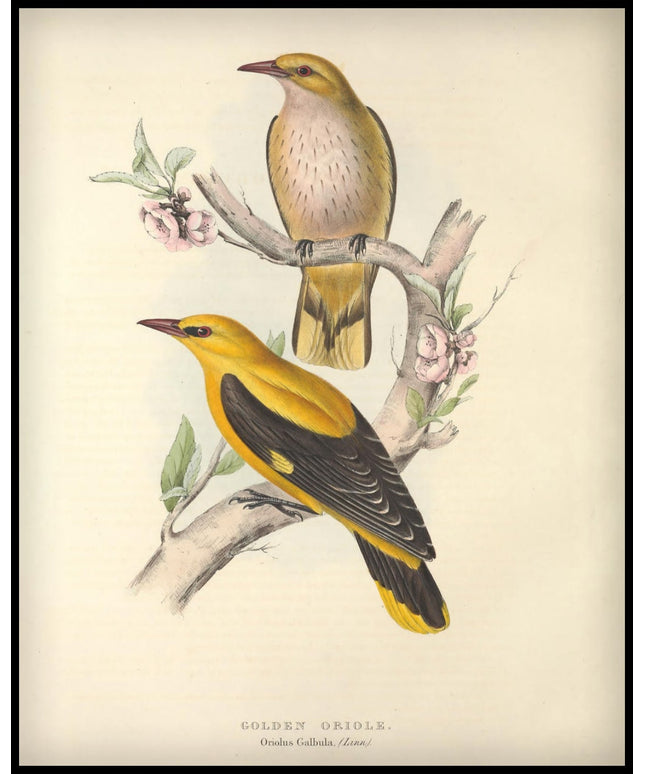 Oriolus Galbula Poster