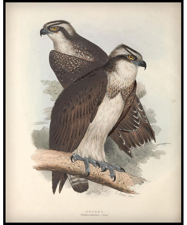 Pandion Haliaetus Poster