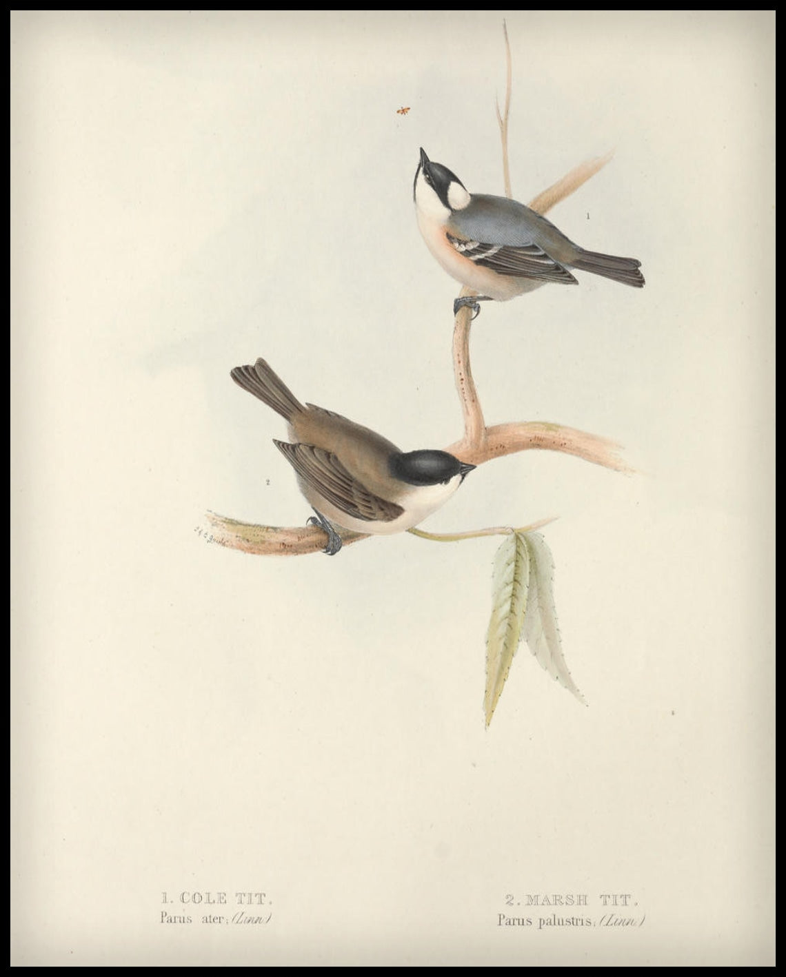 Affiche Parus Ater & Palustris