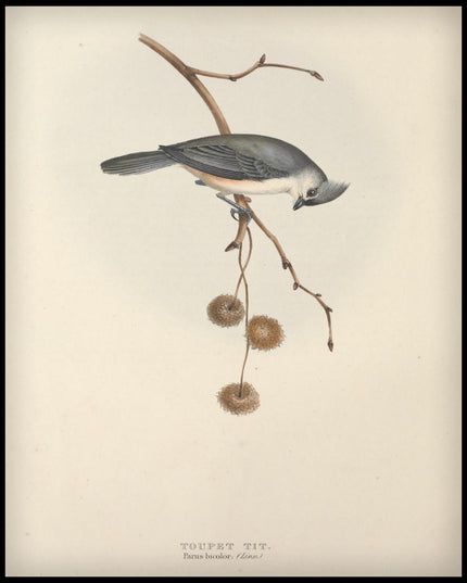 Parus Bicolor Poster