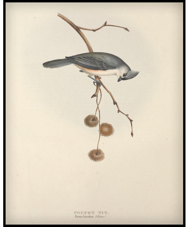 Parus Bicolor Poster