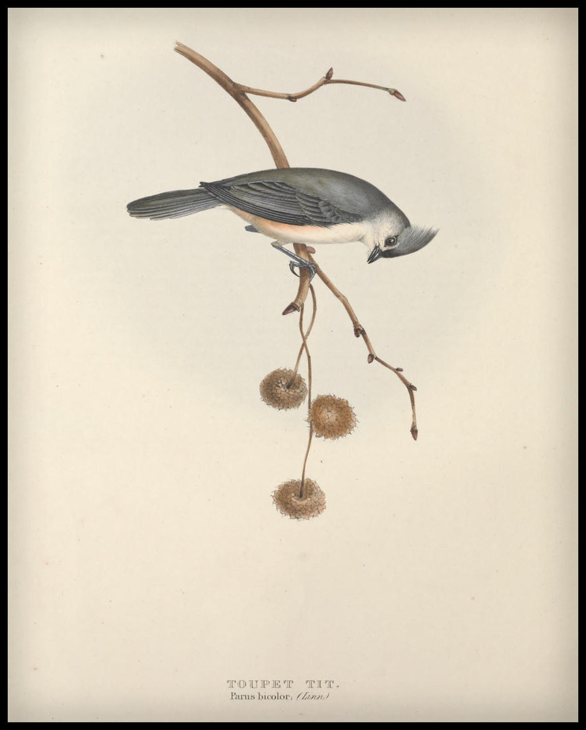 Poster Parus Bicolor