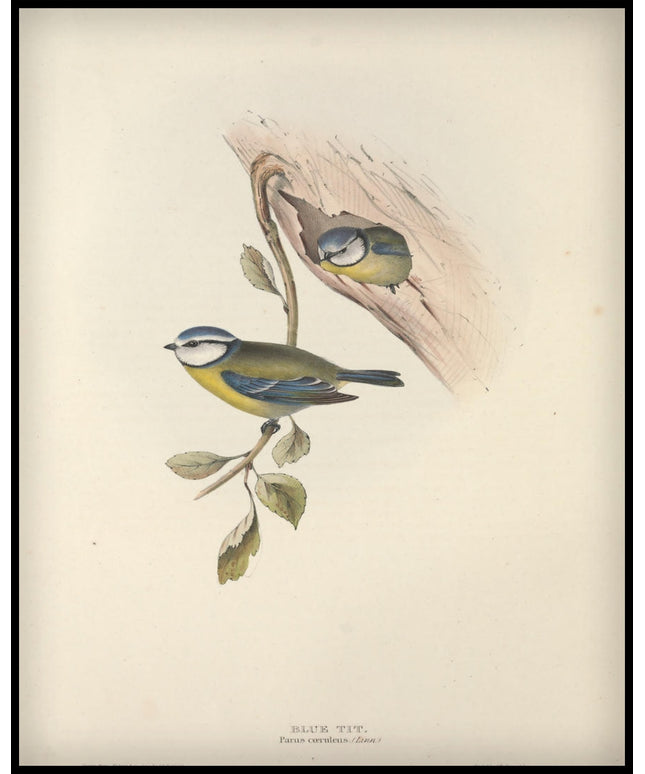 Parus Caerulens Poster