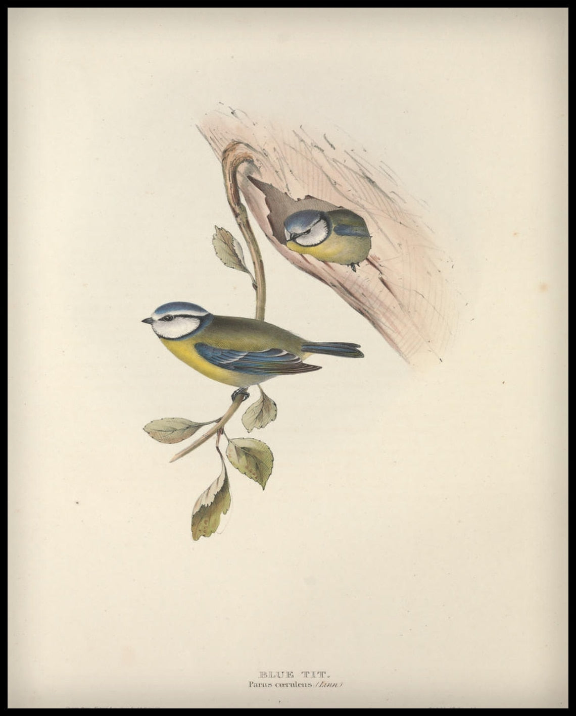 Parus Caerulens Affiche