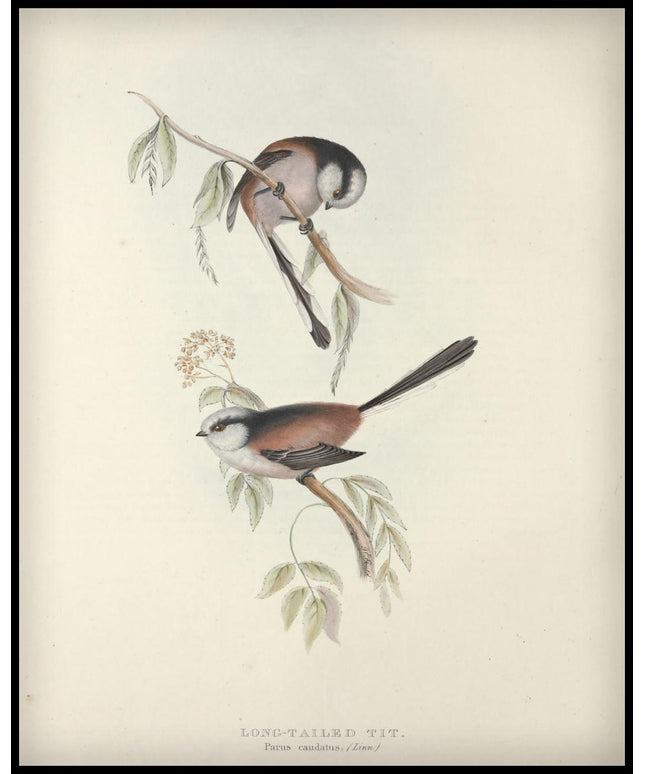 Parus Caudatus Poster