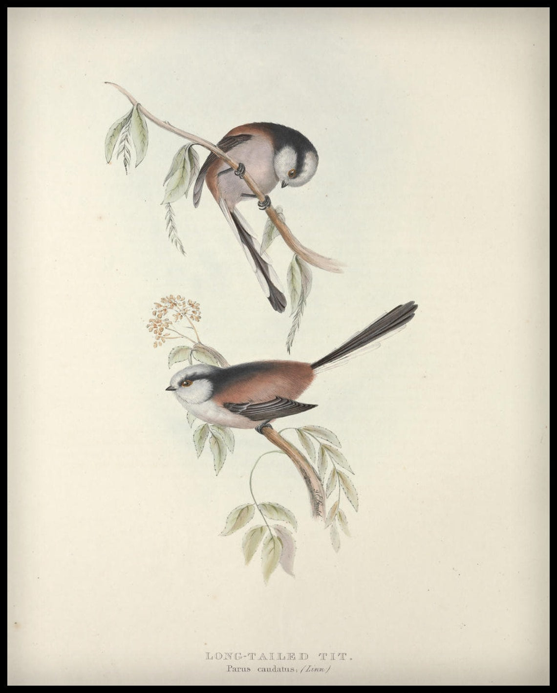 Affiche Parus Caudatus