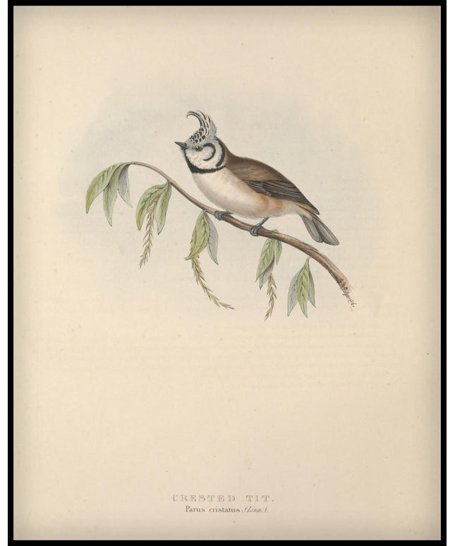 Parus Cristatus Poster