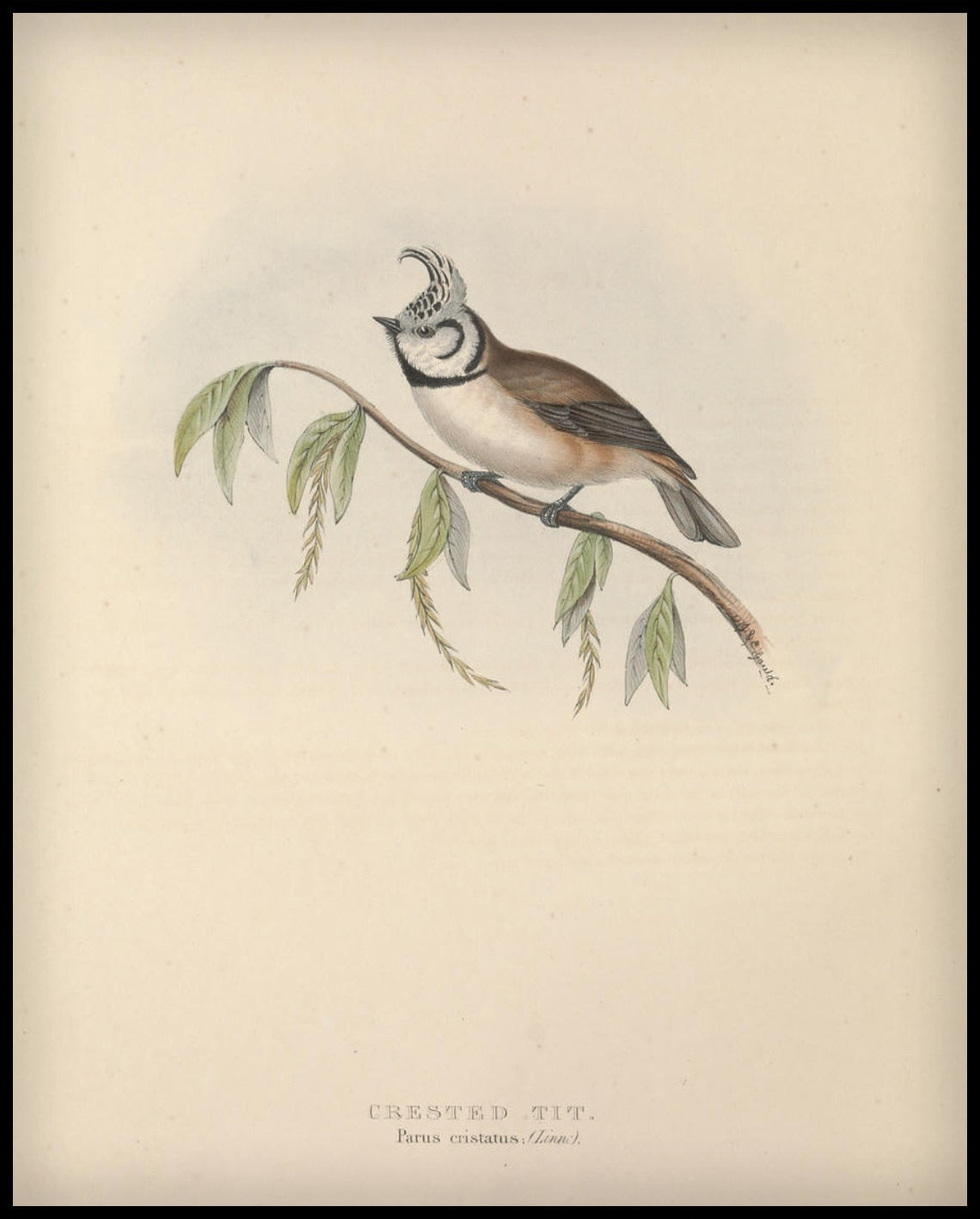Affiche Parus Cristatus