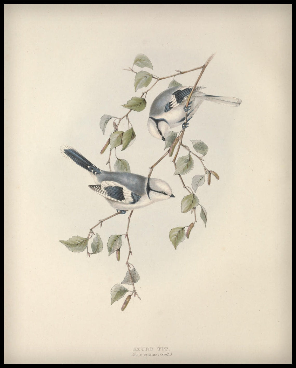 Parus Cyanus Poster