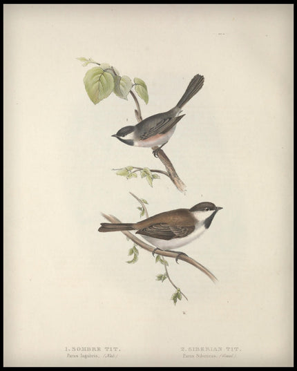 Parus Lugubris & Sibericus Poster