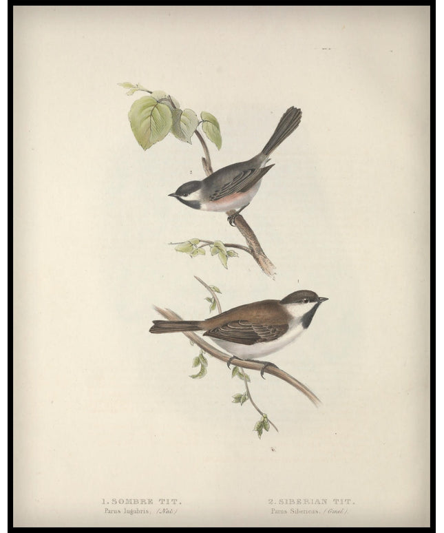 Parus Lugubris & Sibericus Poster