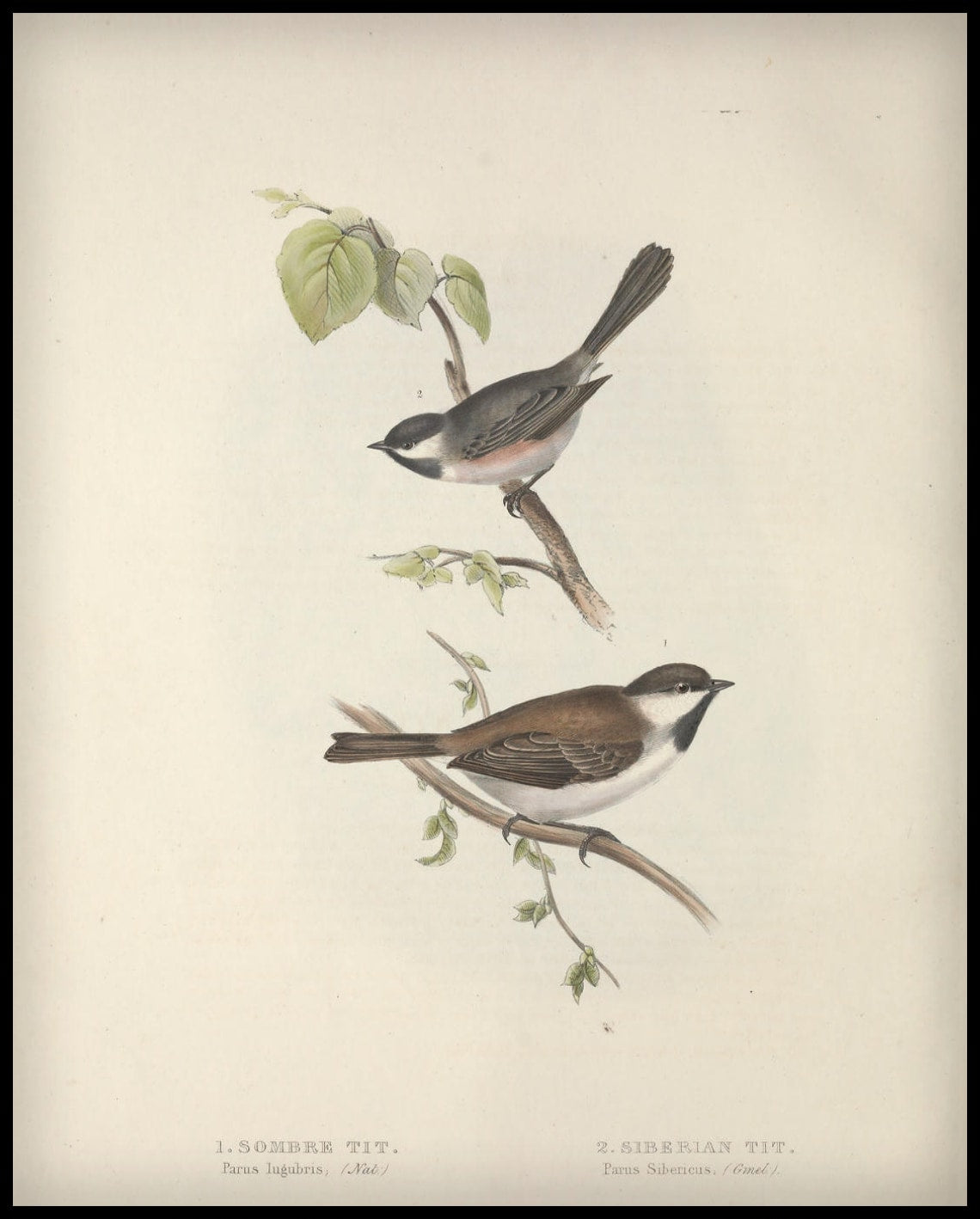 Affiche Parus Lugubris & Sibericus