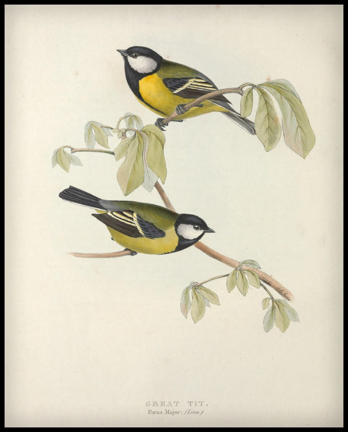 Affiche Parus Major
