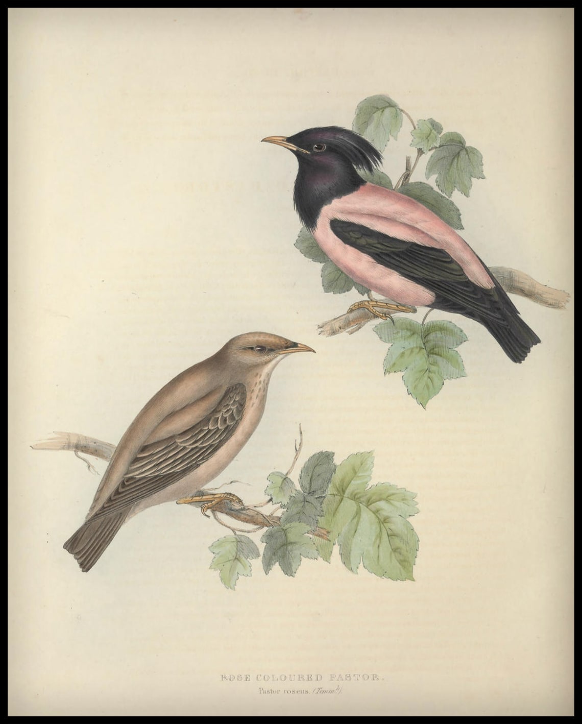 Astor Roseus Poster