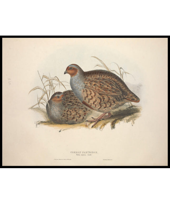 Perdix Cinerea Poster