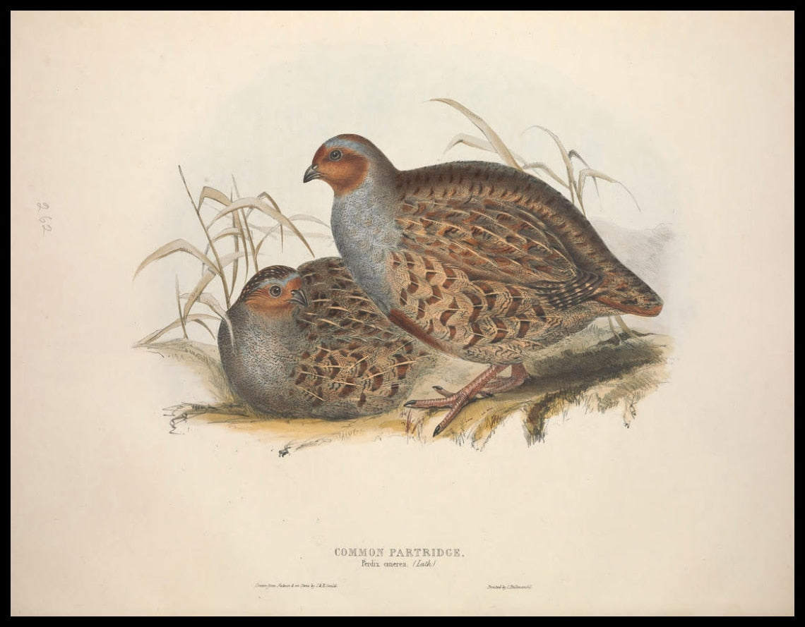 Affiche Perdix Cinerea