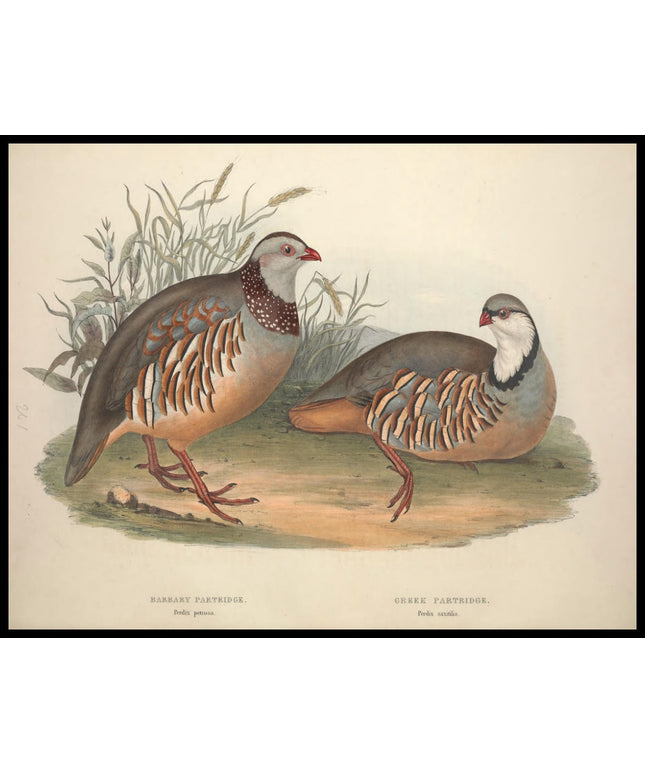 Perdix Petrosa & Saxitilis