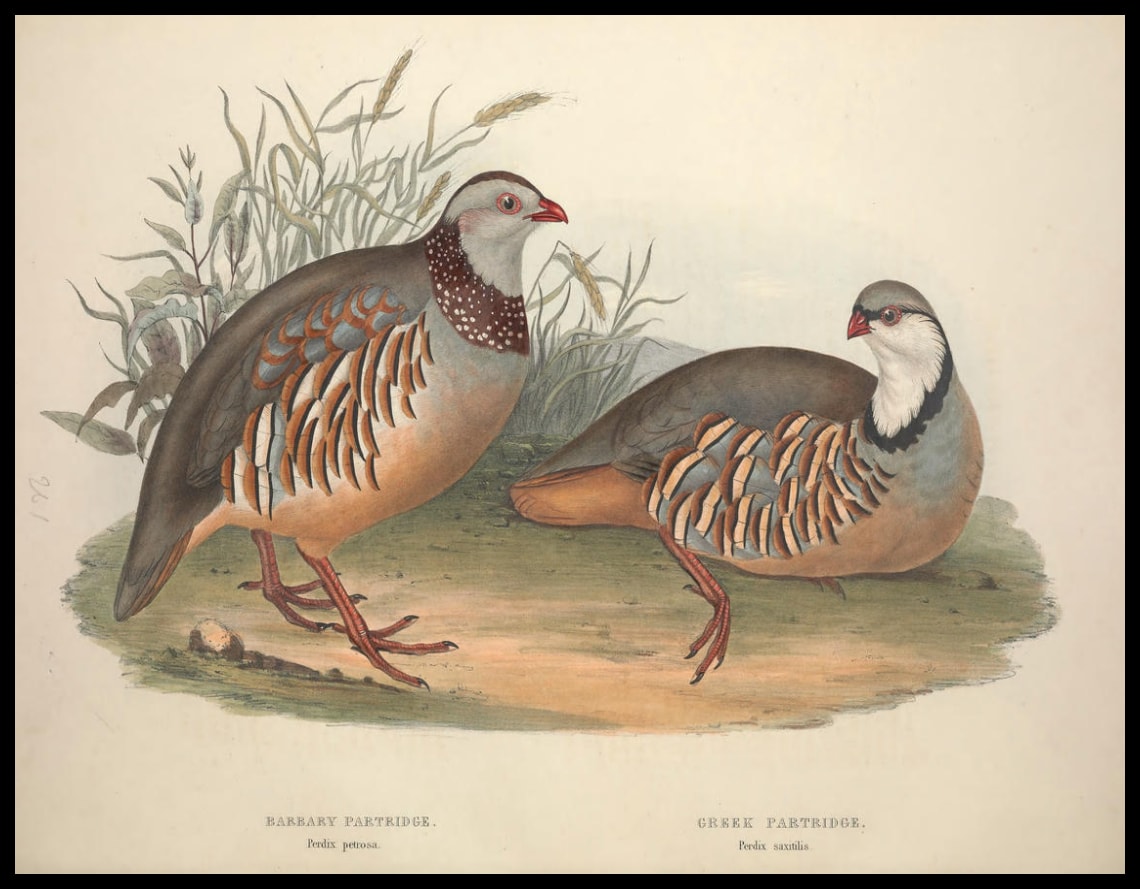 Perdix Petrosa & Saxitilis