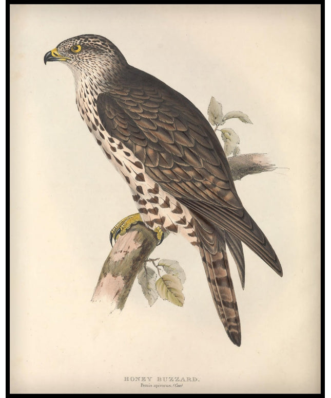 Pernis Apivorus Poster