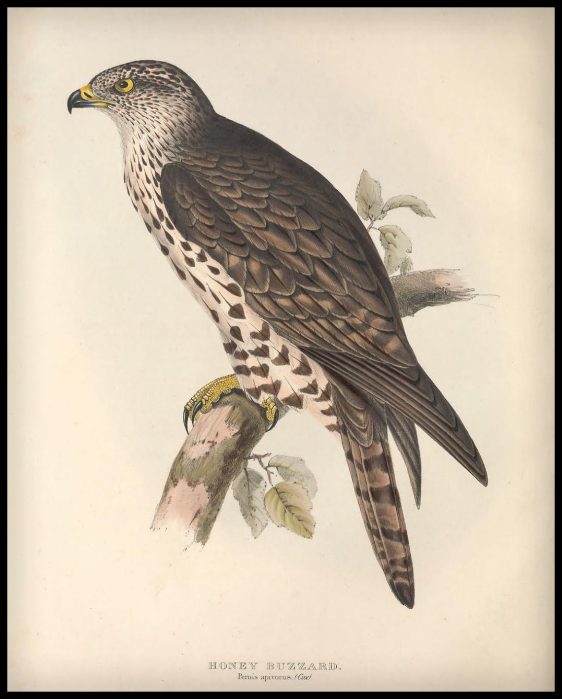Affiche Pernis Apivorus