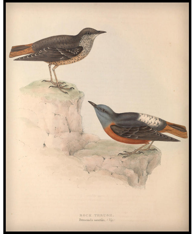 Petrocincla Saxatilis Poster