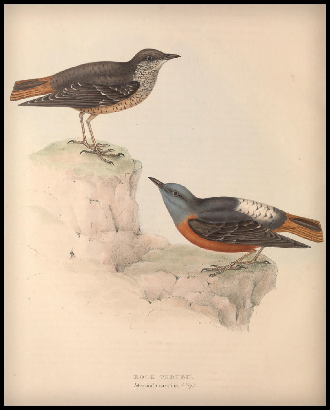 Petrocincla Saxatilis Poster