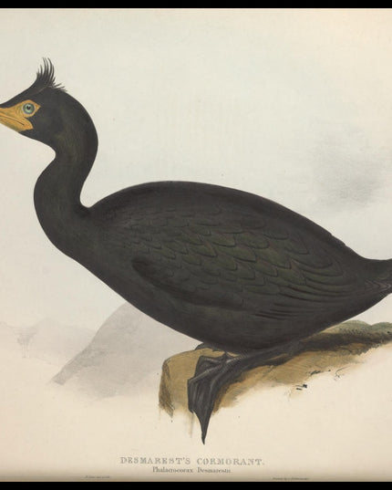 Phalacrocorax Desmarestii Poster